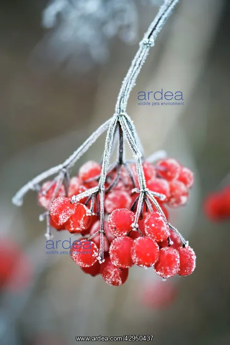 : Frosted Viburnum berries in a Kent garden : Frosted Viburnum berries in a Kent garden