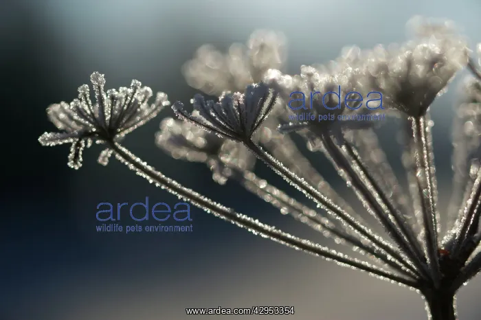: Frosted Wild Carrot - seedhead : Frosted Wild Carrot - seedhead