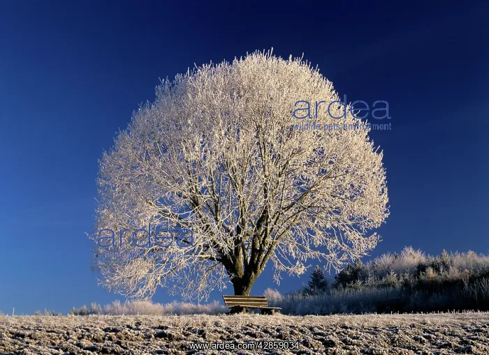 : Frosty landscape, frost covered tree and bench : Frosty landscape, frost covered tree and bench