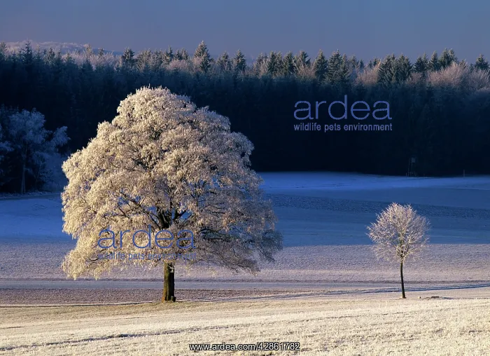 : Frosty landscape, frost covered trees and pasture : Frosty landscape, frost covered trees and pasture