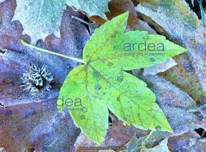 : Frosty leaves - autumn coloured maple leaf covered : Frosty leaves - autumn coloured maple leaf covered