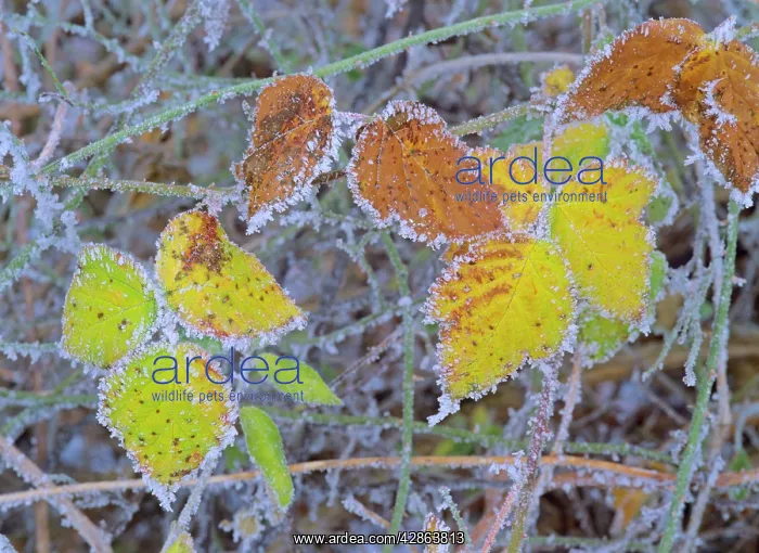 : frosty leaves - colourful turned blackberry leaves in autumn : frosty leaves - colourful turned blackberry leaves in autumn