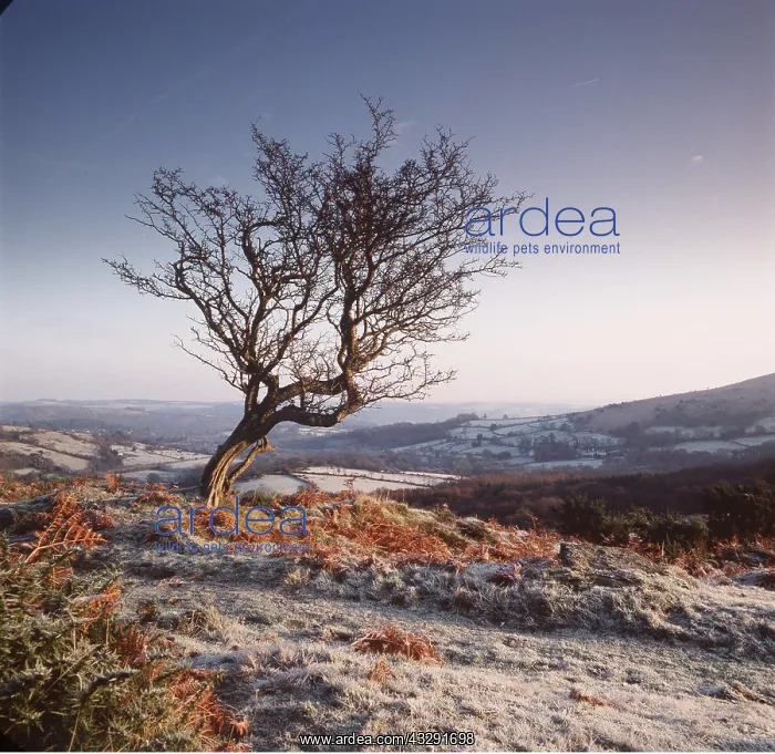 : Frosty scene - wind-shaped Hawthorn tree : Frosty scene - wind-shaped Hawthorn tree