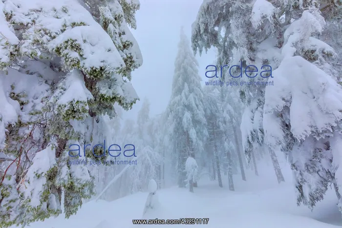  : frosty spruce tree - by a thick layer of frost and ice cover