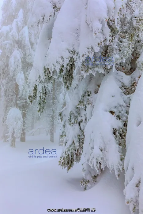: frosty spruce tree - by a thick layer of frost and ice cover : frosty spruce tree - by a thick layer of frost and ice cover