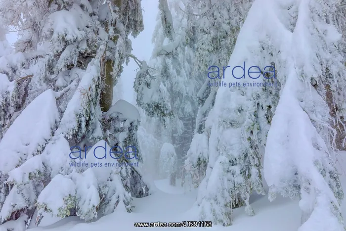 : frosty spruce tree - by a thick layer of frost and ice cover : frosty spruce tree - by a thick layer of frost and ice cover