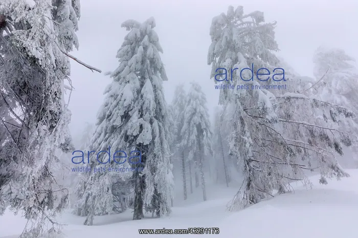 : frosty spruce tree - by a thick layer of frost and ice cover : frosty spruce tree - by a thick layer of frost and ice cover