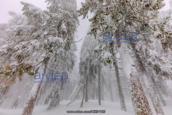  : frosty spruce tree - by a thick layer of frost and ice cover