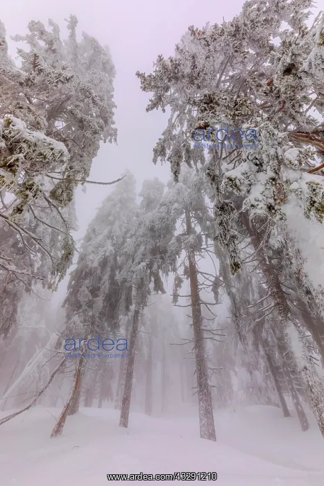  : frosty spruce tree - by a thick layer of frost and ice cover