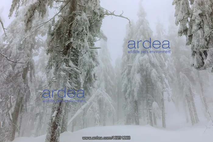 : frosty spruce tree - by a thick layer of frost and ice cover : frosty spruce tree - by a thick layer of frost and ice cover