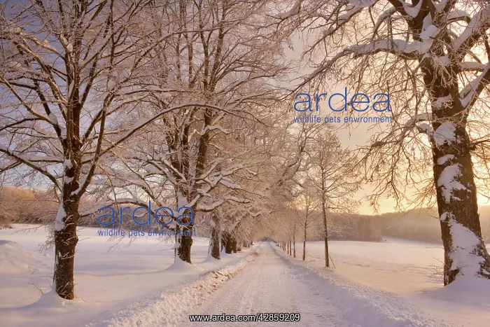 : Frosty Winter Scene - deep snow covered winter : Frosty Winter Scene - deep snow covered winter