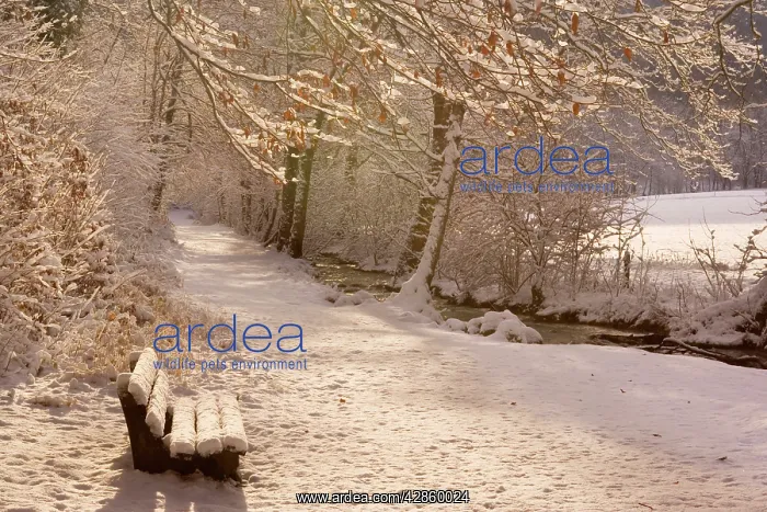  : Frosty Winter Scene - deep snow covered winter