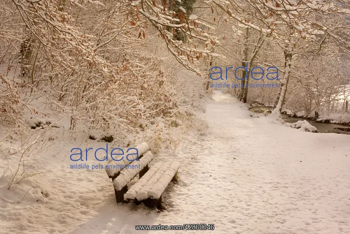 : Frosty Winter Scene - deep snow covered winter : Frosty Winter Scene - deep snow covered winter