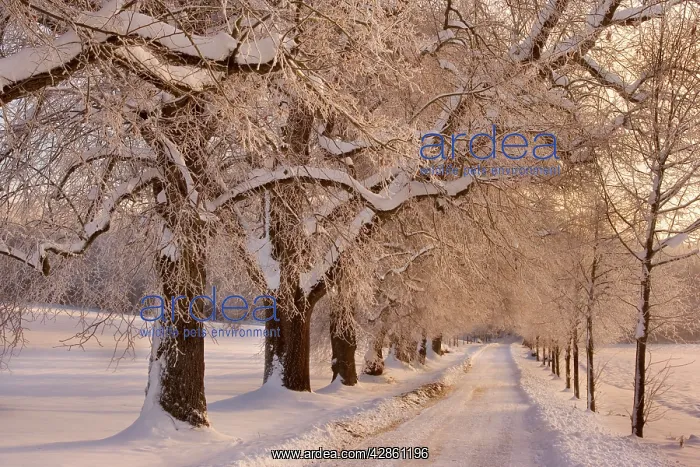 : Frosty Winter Scene - deep snow covered winter : Frosty Winter Scene - deep snow covered winter