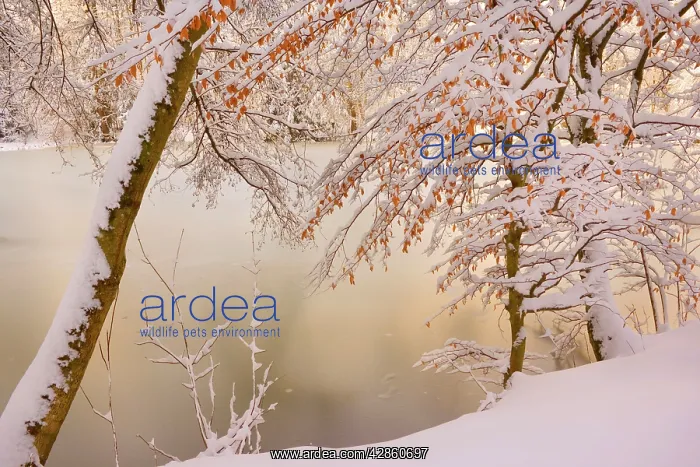 : Frosty Winter Scene - deeply snow covered winter : Frosty Winter Scene - deeply snow covered winter