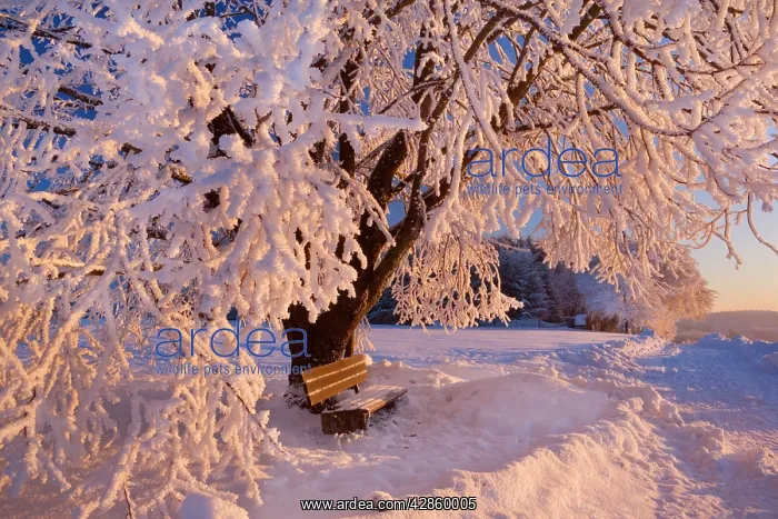 : Frosty Winter Scene - snow-covered landscape with : Frosty Winter Scene - snow-covered landscape with