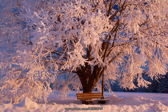 : Frosty Winter Scene - snow-covered landscape with : Frosty Winter Scene - snow-covered landscape with
