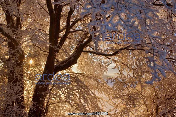 : Frosty Winter Scene - snow-covered landscape with : Frosty Winter Scene - snow-covered landscape with