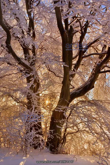 : Frosty Winter Scene - snow-covered landscape with : Frosty Winter Scene - snow-covered landscape with