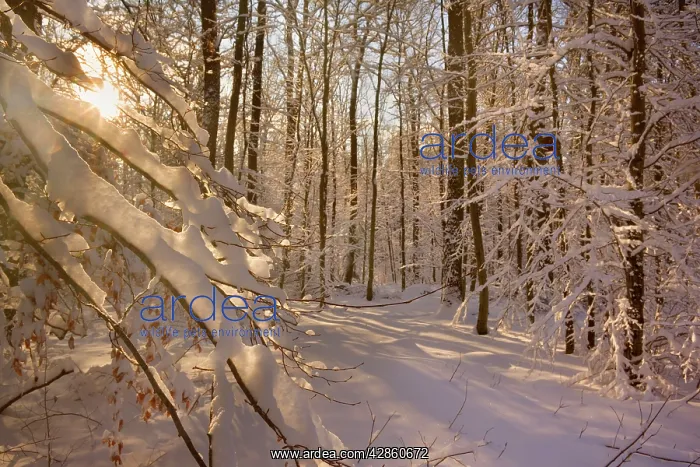 : Frosty Winter Scene - winter landscape with the : Frosty Winter Scene - winter landscape with the
