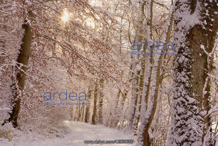 : Frosty Winter Scene - winter landscape showing : Frosty Winter Scene - winter landscape showing
