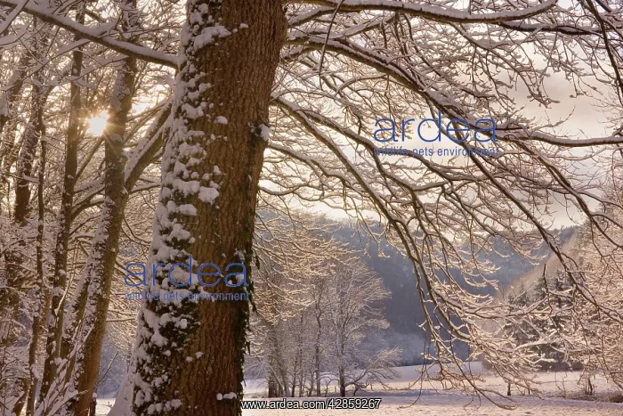 : Frosty Winter Scene - winter landscape with thick : Frosty Winter Scene - winter landscape with thick