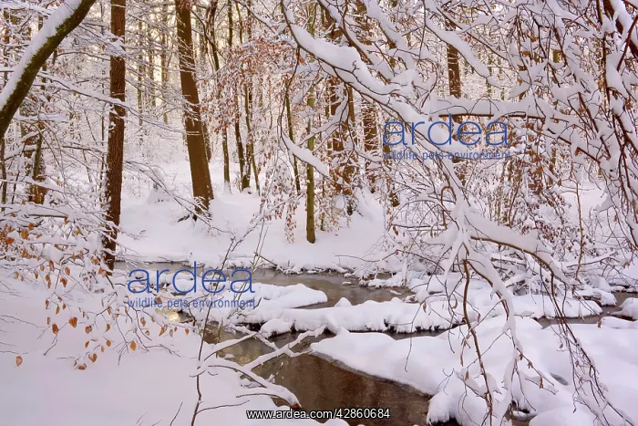 : Frosty Winter Scene - winter landscape with thick : Frosty Winter Scene - winter landscape with thick