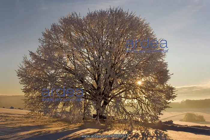  : Frosty winter scenery - snow-covered landscape