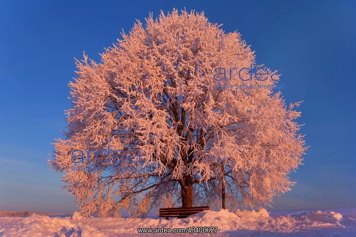 : Frosty winter scenery - snow-covered landscape : Frosty winter scenery - snow-covered landscape