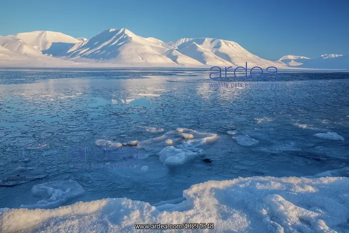 : Frozen Adventfjorden - frozen coastline on by little ice flo : Frozen Adventfjorden - frozen coastline on by little ice flo