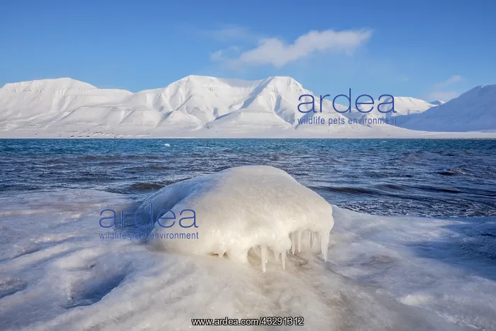 : Frozen Adventfjorden - ice sculpture and frozen coastline on : Frozen Adventfjorden - ice sculpture and frozen coastline on
