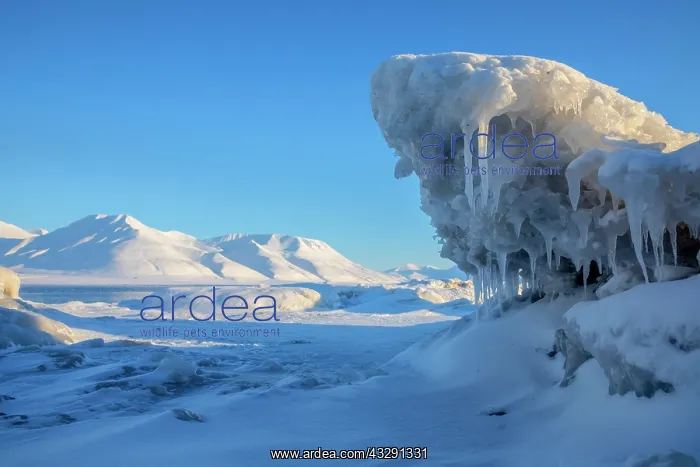 : Frozen Adventfjorden - ice sculptures at frozen coastline on : Frozen Adventfjorden - ice sculptures at frozen coastline on