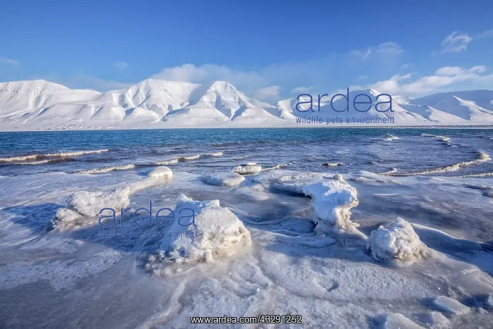  : Frozen Adventfjorden - ice sculptures and frozen coastline o