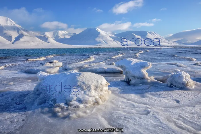 : Frozen Adventfjorden - ice sculptures and frozen coastline o : Frozen Adventfjorden - ice sculptures and frozen coastline o
