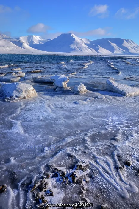 : Frozen Adventfjorden - ice sculptures and frozen coastline o : Frozen Adventfjorden - ice sculptures and frozen coastline o
