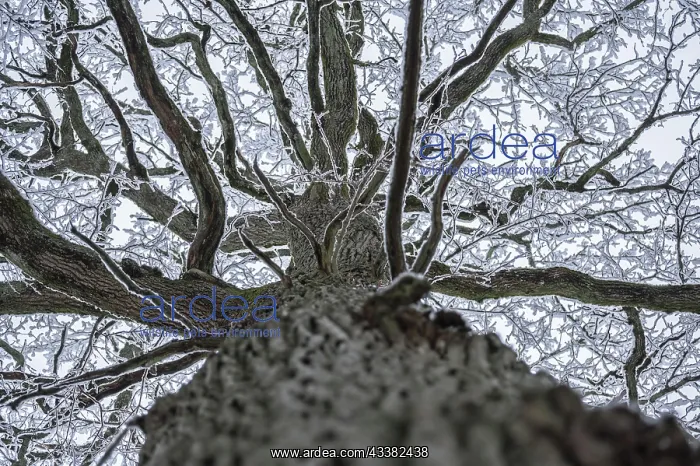 : Frozen branches of an old oak tree (Quercus robur) : Frozen branches of an old oak tree (Quercus robur)