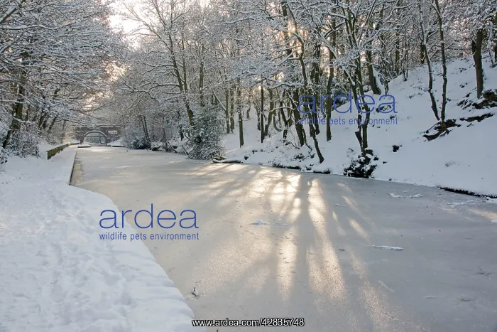 : Frozen canal : Frozen canal