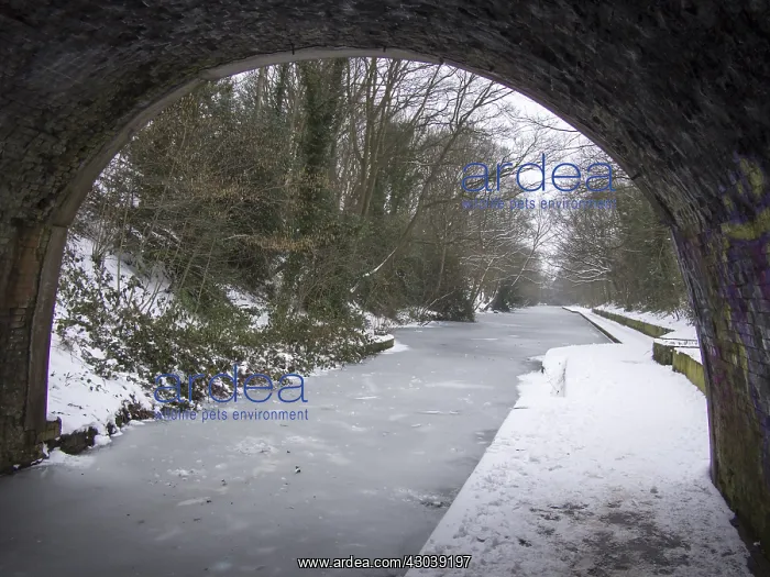 : Frozen canal winter 2017 / 2018 - Grand Union Canal : Frozen canal winter 2017 / 2018 - Grand Union Canal