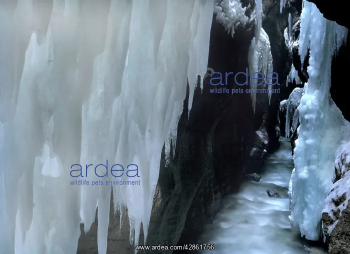 : Frozen canyon - gorge of the Partnach river in : Frozen canyon - gorge of the Partnach river in