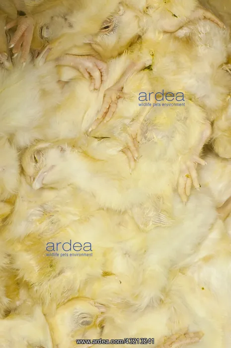 : Frozen chicken chicks in tray on industrial freezer : Frozen chicken chicks in tray on industrial freezer