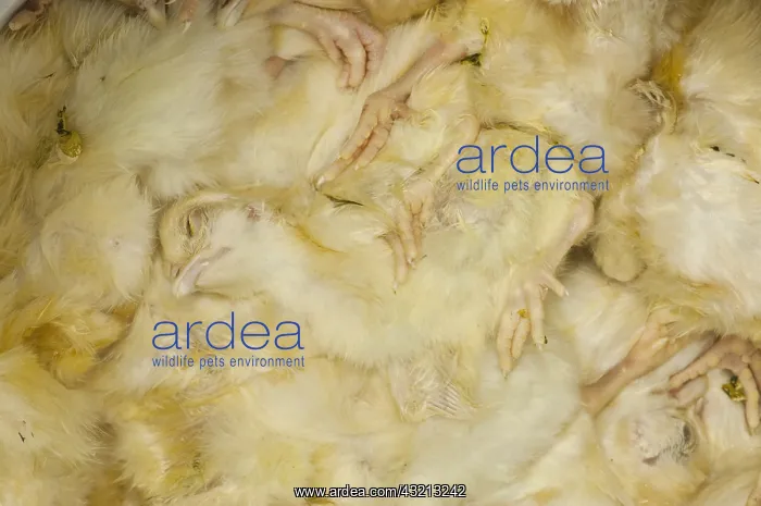 : Frozen chicken chicks in tray on industrial freezer : Frozen chicken chicks in tray on industrial freezer