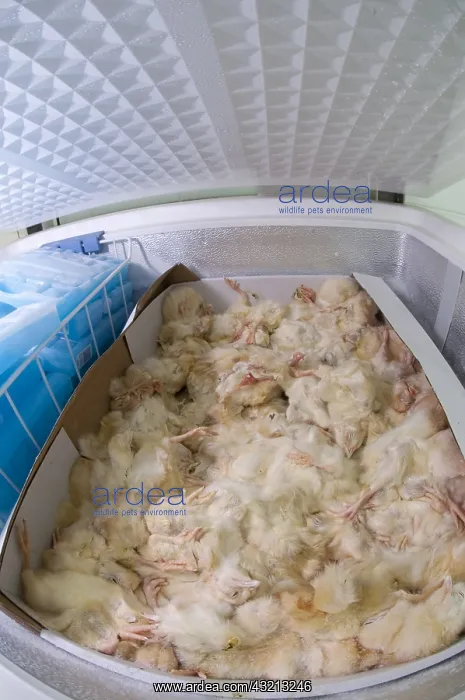 : Frozen chicken chicks in tray on industrial freezer : Frozen chicken chicks in tray on industrial freezer