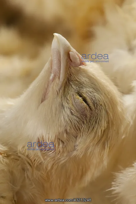 : Frozen chicken chicks in tray on industrial freezer : Frozen chicken chicks in tray on industrial freezer
