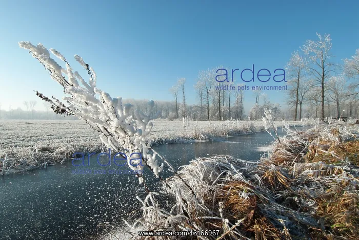  : Frozen ditch with vegetation covered with hard rime ice