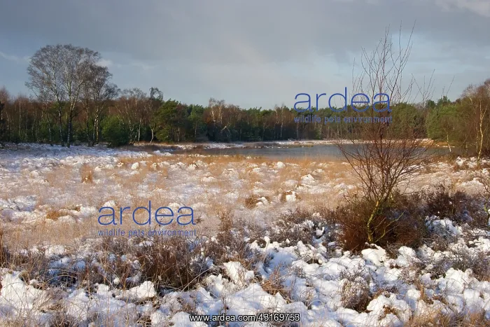 : Frozen fen kiezelven in snowy heath : Frozen fen kiezelven in snowy heath