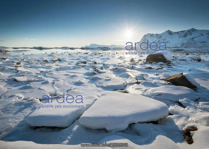 : Frozen fjord with ice floes in winter landscape : Frozen fjord with ice floes in winter landscape