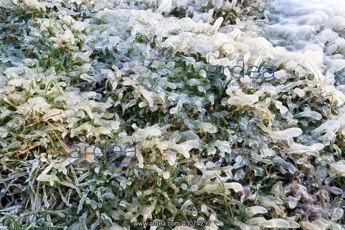 : Frozen grass covered with ice, the netherlands : Frozen grass covered with ice, the netherlands