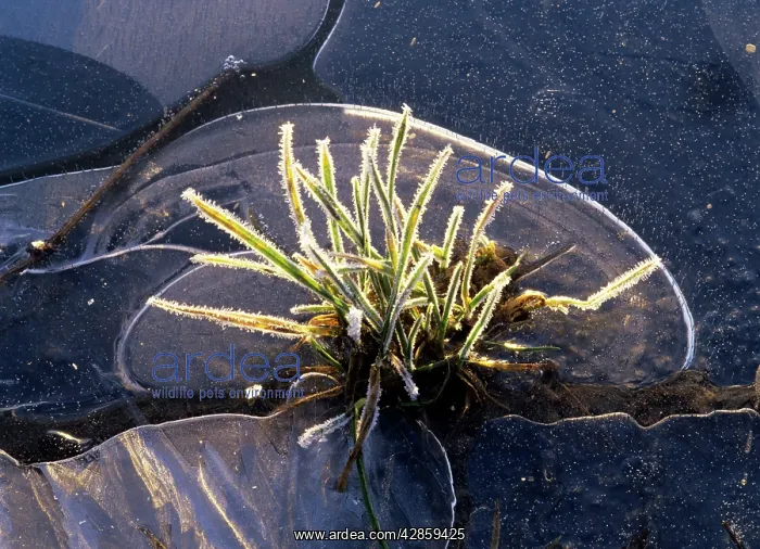 : Frozen Grass - within a frozen rain puddle in winter : Frozen Grass - within a frozen rain puddle in winter