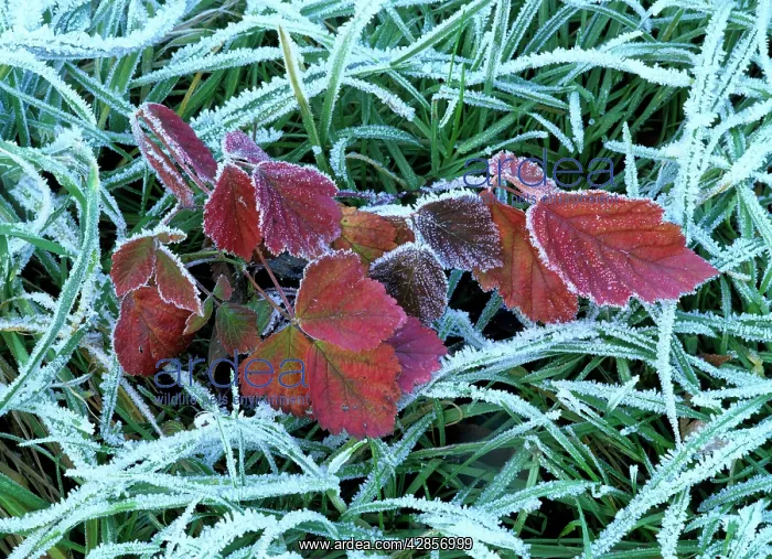 : Frozen grass and leaves - colourful autumn leaves : Frozen grass and leaves - colourful autumn leaves