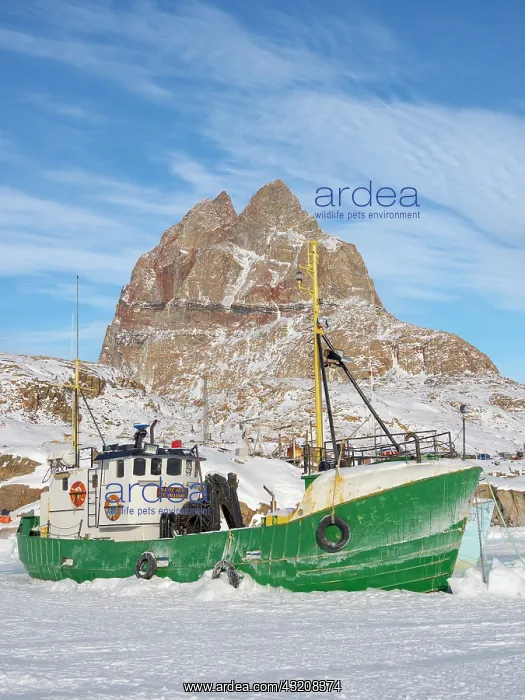 : The frozen harbor of Uummannaq during winter in : The frozen harbor of Uummannaq during winter in